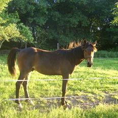 Anden særlig race Hugo - SOLGT