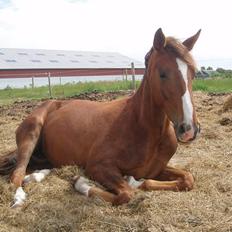 Dansk Varmblod Havana Divine