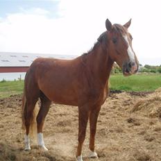 Dansk Varmblod Havana Divine