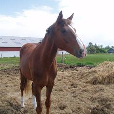 Dansk Varmblod Havana Divine