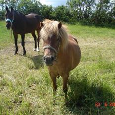 Shetlænder Freja solgt