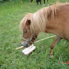 Shetlænder Freja solgt