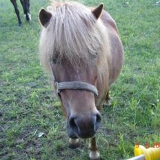 Shetlænder Freja solgt