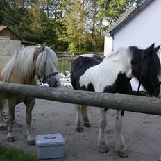 Irish Cob Victoria R.I.P