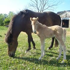 Islænder Kjartan fra Hedegård