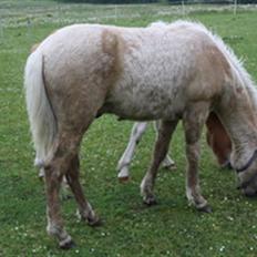 Islænder Kjartan fra Hedegård