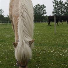 Islænder Kjartan fra Hedegård