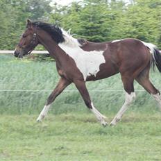 Pinto Fiskergaardens Ameysing