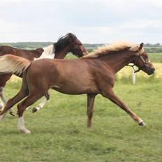 Welsh Pony af Cob-type (sec C) Scotty