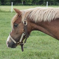 Welsh Pony af Cob-type (sec C) Scotty