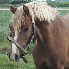 Welsh Pony af Cob-type (sec C) Scotty