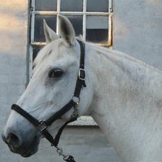 Anden særlig race Queenie* R.I.P.*