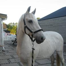 Anden særlig race Queenie* R.I.P.*