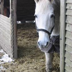 Anden særlig race Queenie* R.I.P.*