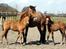 New Forest Blåbærhegnets Alfie - hvem er mon det rigtige føl