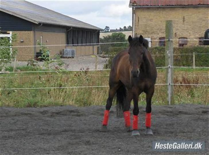 New Forest Hendrik <3 billede 9