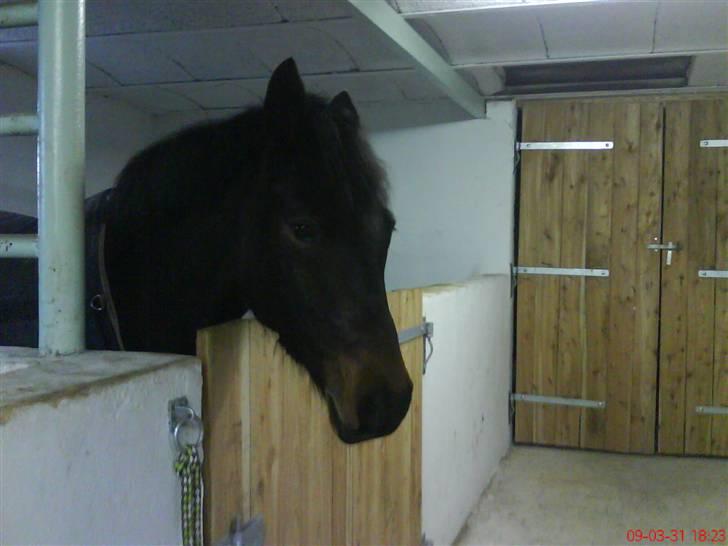 New Forest Hendrik <3 billede 10