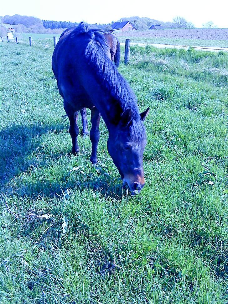 New Forest Hendrik <3 billede 11