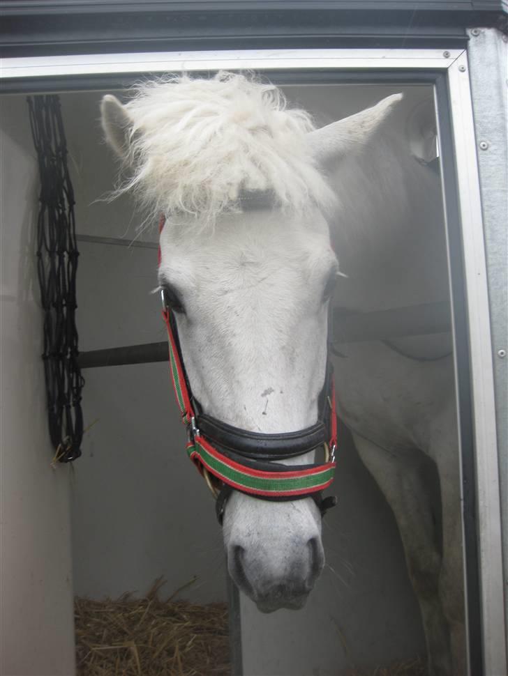 Islænder BLEIKALÁ FRA MALLE - Fordi du stoler på mig.. <3 billede 16