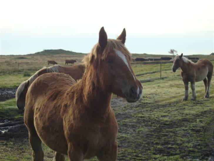 Jyde ane - Min lille engel <3 billede 4