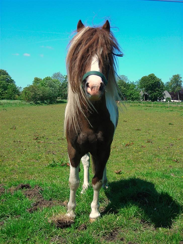 Anden særlig race Funny Spot - Velkommen til Funny Spot´s profil, håber i vil lægge en hilsen og en bedømmelse ;-) billede 2