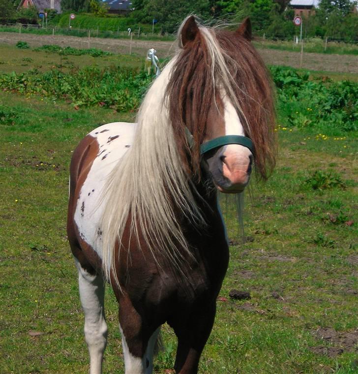 Anden særlig race Funny Spot billede 3