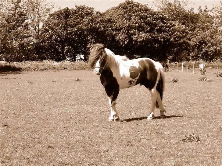 Anden særlig race Funny Spot billede 4