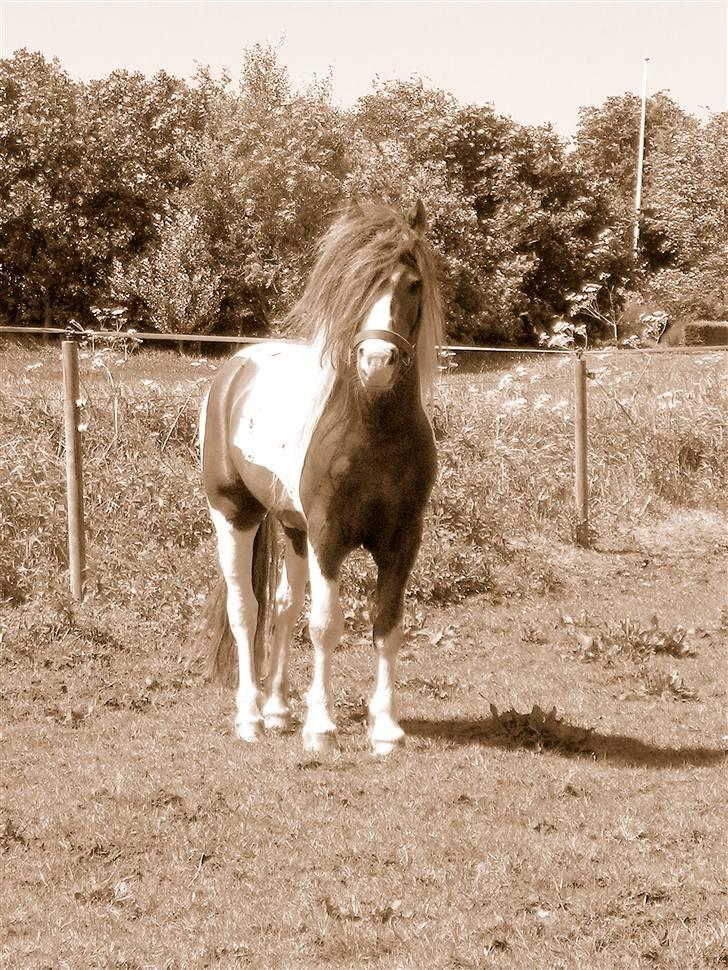 Anden særlig race Funny Spot billede 5