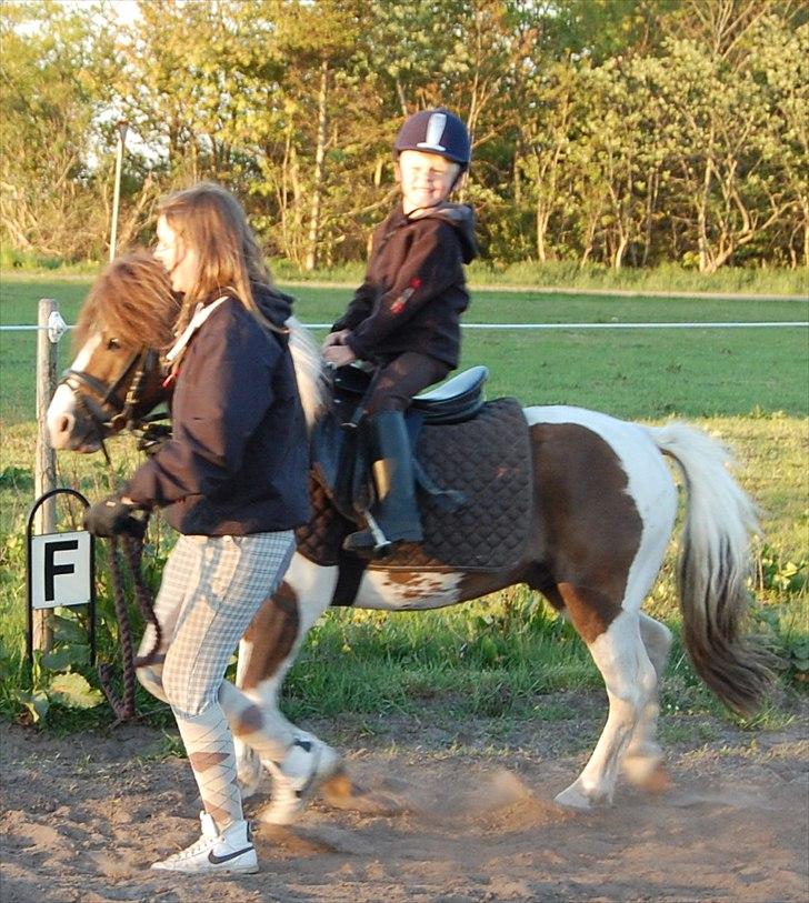 Anden særlig race Funny Spot - 2 gang Mads er på sin nytilredet Spot billede 7