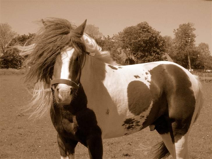 Anden særlig race Funny Spot billede 8