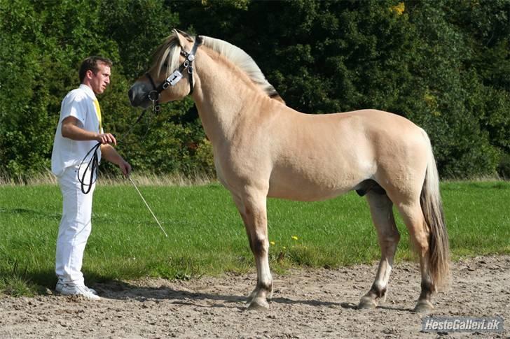 Fjordhest Laust Halsnæs  Avlshingst - Laust Halsnæs ved hingstekåringen 2008. Oprangeret som nummer 3/30 billede 12