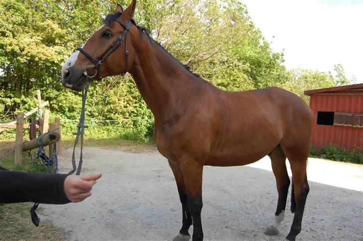 Dansk Varmblod Lillevangs Rico - Kommer bedre billeder, min veninde og jeg havde travlt (: billede 7