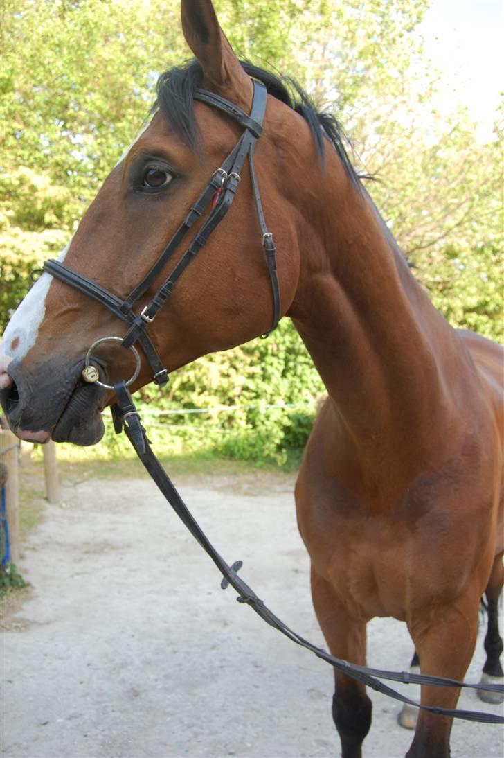 Dansk Varmblod Lillevangs Rico - Rico <3 :D Noget havde fanget hans interesse :P billede 9