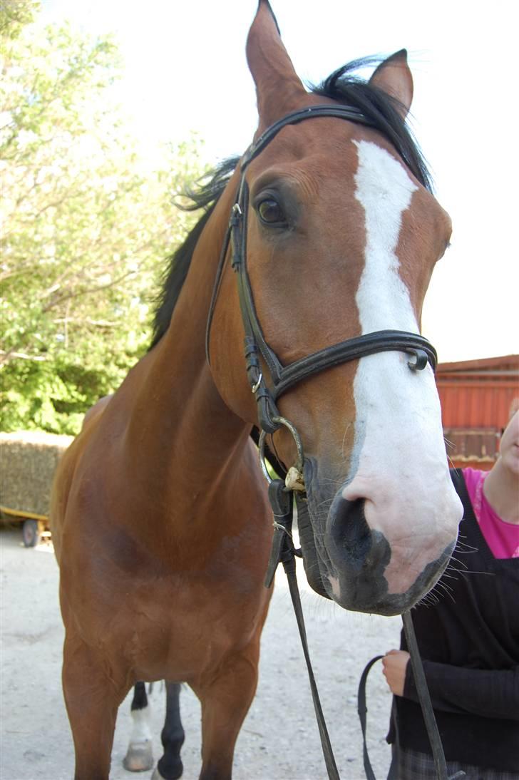 Dansk Varmblod Lillevangs Rico - Et mærkeligt billede af ham haha, man kan ikke altid se pæn ud :P billede 10