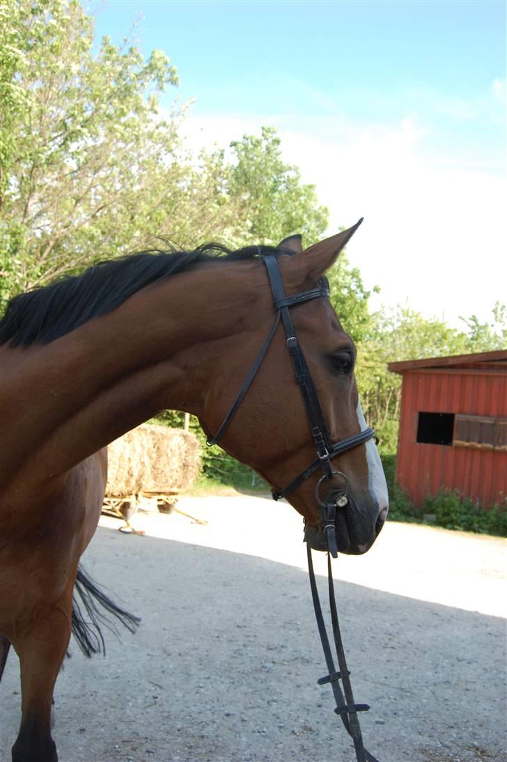 Dansk Varmblod Lillevangs Rico - Et ret sødt billede af ham, efter min mening. billede 11