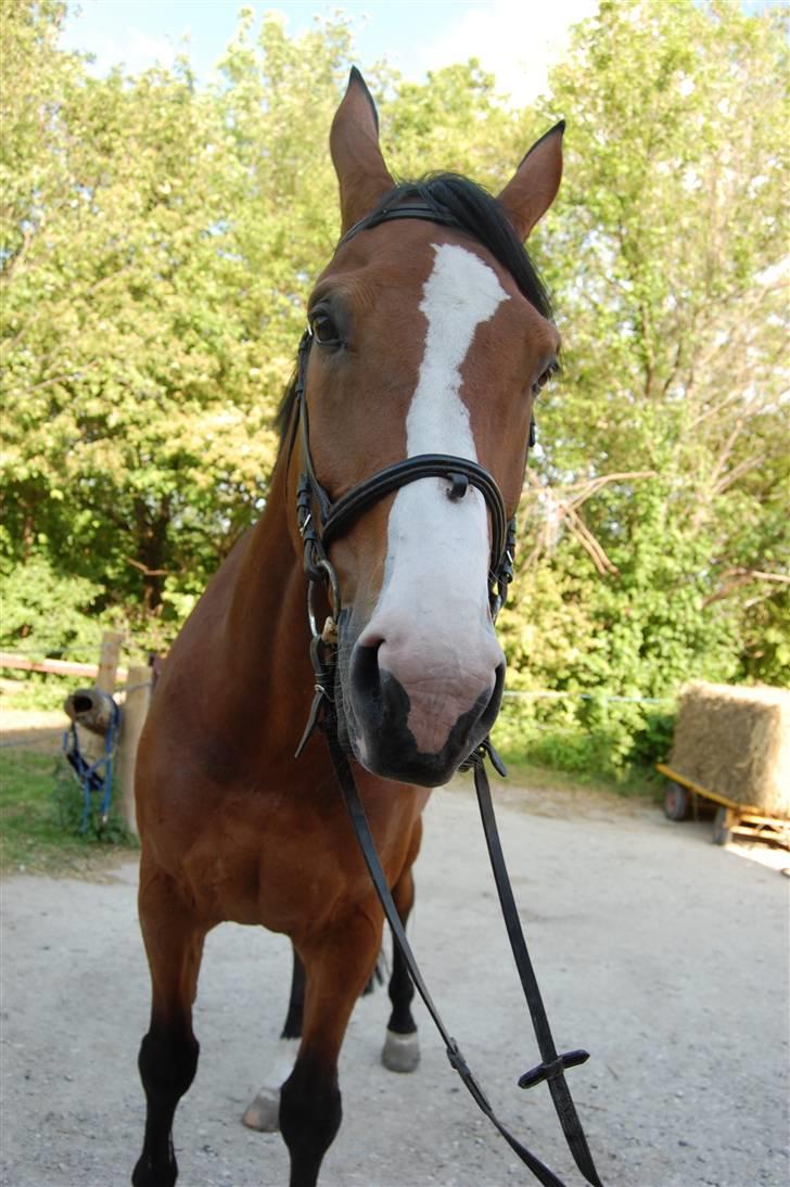 Dansk Varmblod Lillevangs Rico - Klodsede hest :P billede 12