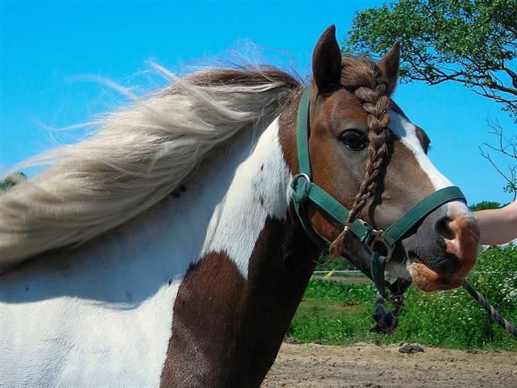 Anden særlig race Funny Spot billede 10