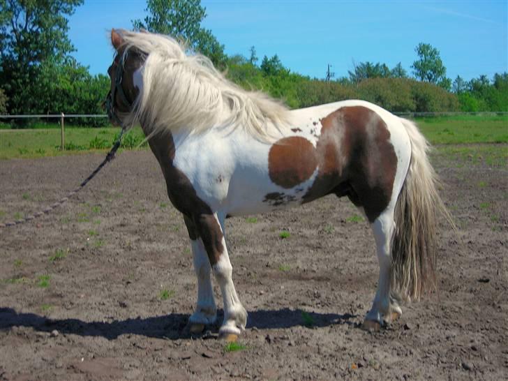 Anden særlig race Funny Spot billede 11