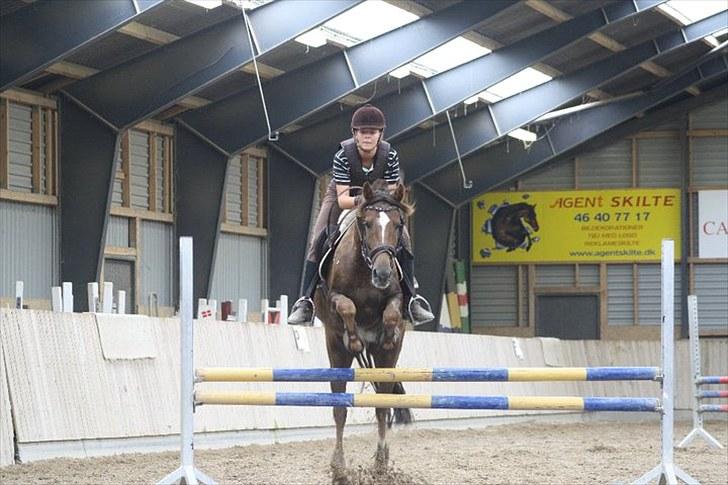 Hollandsk Sportspony Peter (Pim) - Springtræning billede 10