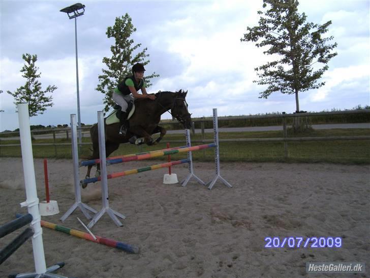 Hollandsk Sportspony Peter (Pim) - flyvende over 1 meter :) -nu med stritman! billede 12