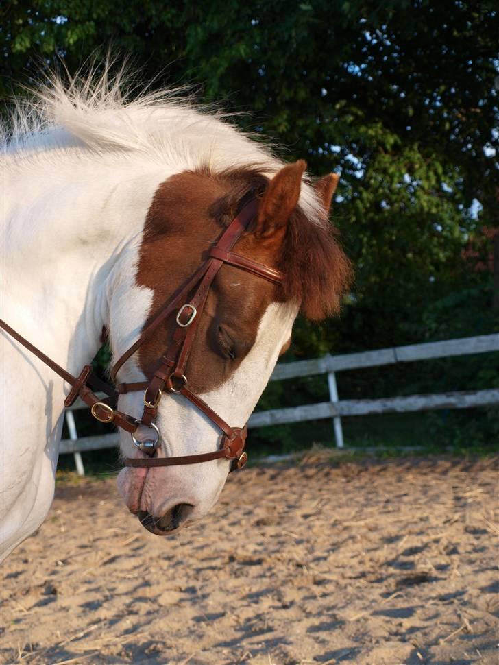 Anden særlig race Tøsen Red SOLGT. <3 - <3 billede 12