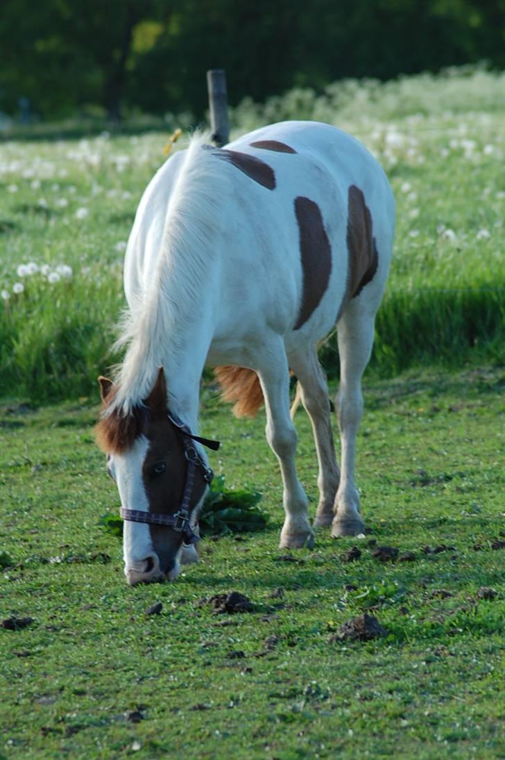 Anden særlig race Tøsen Red SOLGT. <3 - Fold forår 2009 billede 13
