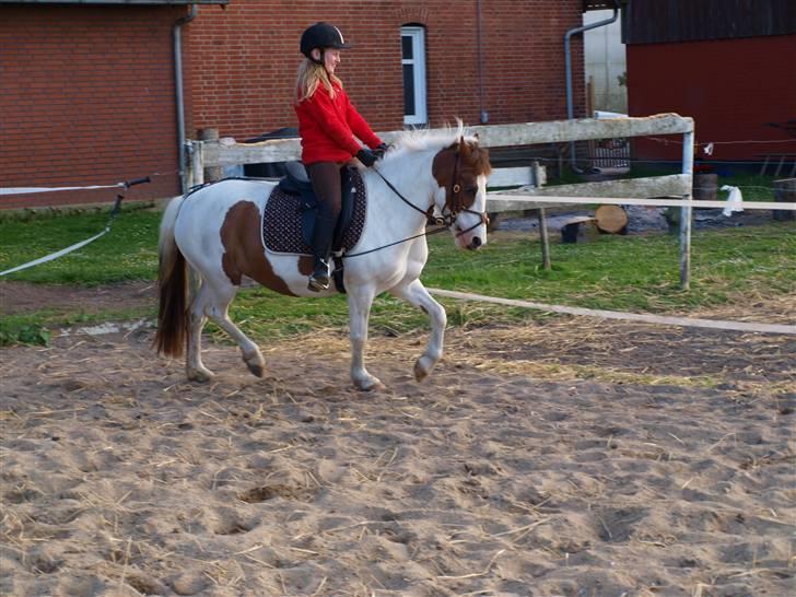 Anden særlig race Tøsen Red SOLGT. <3 - Mette (ejer) og Tøsen billede 19