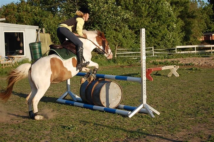 Anden særlig race Tøsen Red SOLGT. <3 - <3 billede 20