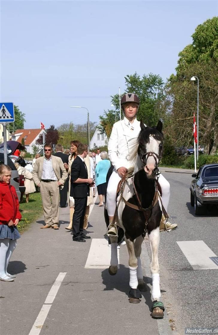 Pinto avlshingst Nick<3  - Ved min konfirmation: ved kirken :) billede 3