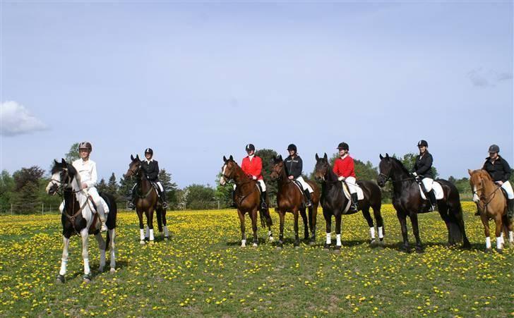 Pinto avlshingst Nick<3  - Ved min konfirmation: red hjem på min dejlige hingste basse, sammen med resten af stalden. tak Fjordvang! :´) billede 6