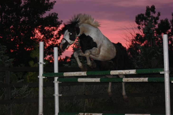 Pinto avlshingst Nick<3  - Løsspringning i solnedgangen :´) 125 cm ;p billede 8