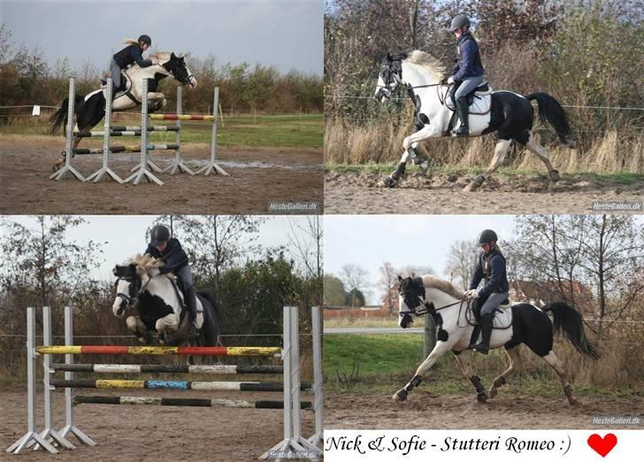 Pinto avlshingst Nick<3  - nick og sofie (hans nye ejer). Stutteri Romeo :´) billede 9