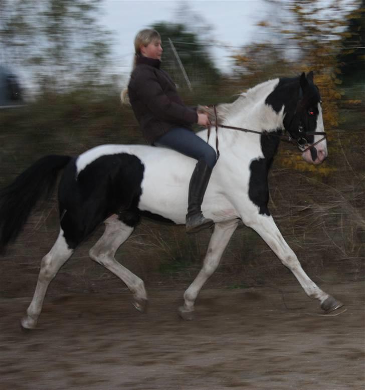 Pinto avlshingst Nick<3  - Fri trav uden saddel. Hingst? hmm.. ;P - Fordi Jeg Stoler På Dig Min Dreng!<3 billede 12