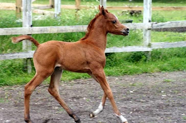 Arabisk fuldblod (OX) Waheds Nadia - Nadia 10 dage gl. billede 11